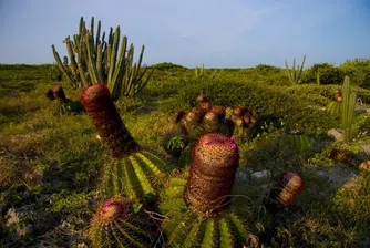 Неприличните закачки на природата