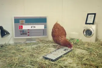 Twitter профилът на тази компания се поддържа от ... кокошка