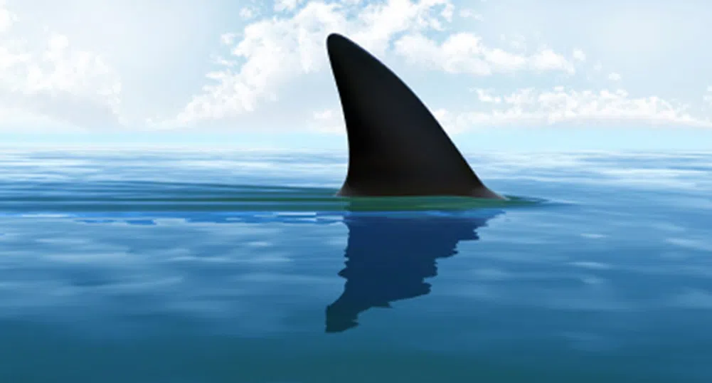 Акула ухапа сърфист, той не разбрал