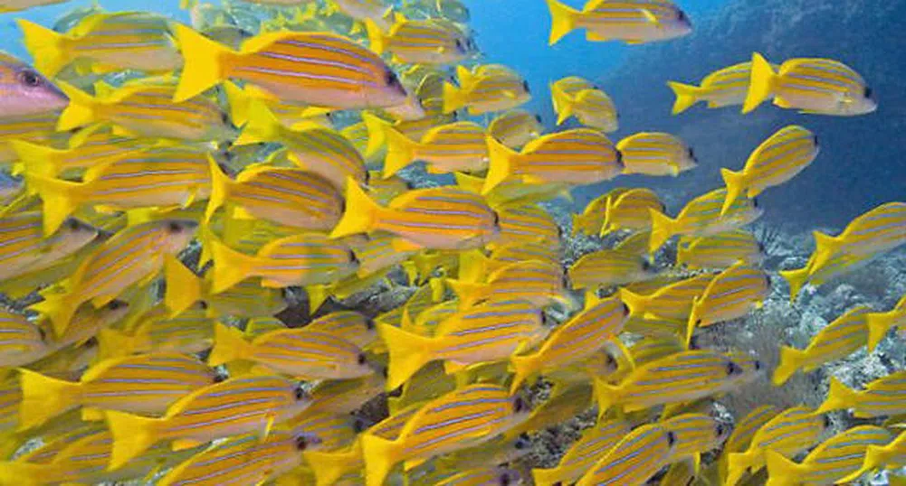 Най-добрите места за гмуркане в света