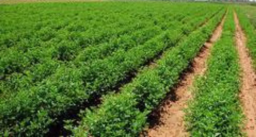 ASF Reports on Rural Development Payments