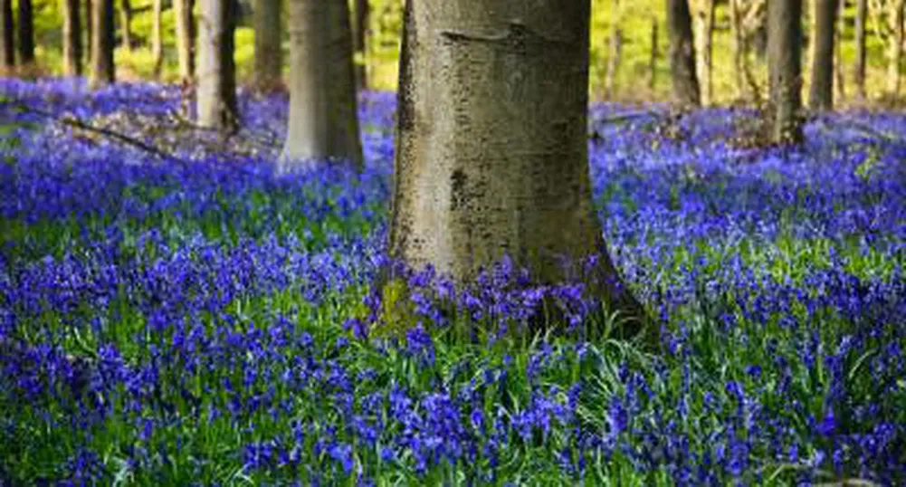 Настъпва астрономическата пролет