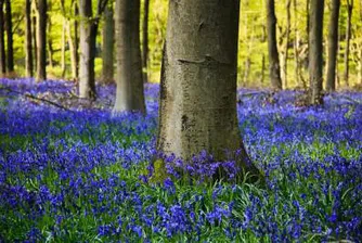 Настъпва астрономическата пролет