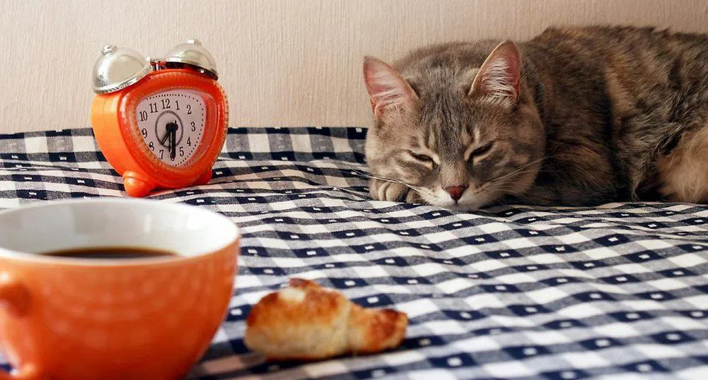 Котешките кафенета по света