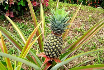 Най-скъпият ананас в света струва 10 000 паунда