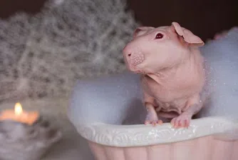 Голо морско свинче абсолютен хит в интернет