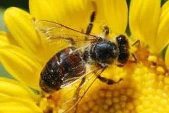 Принц Чарлз обича български мед