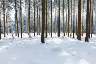 Астрономическата зима настъпва на 22 декември в 01:03 ч.
