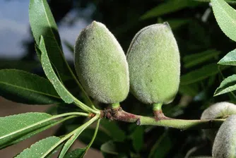 Модернизират още 84 стопанства с европари