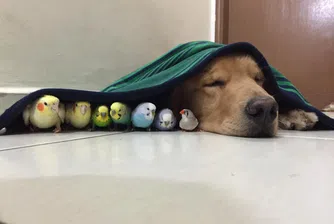 Това куче е истинска знаменитост във Facebook (снимки)