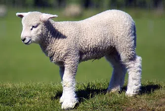 Родната храна - мощен магнит за туристи