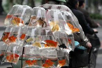 10 откачени неща, които хора се опитаха да пренесат през летища