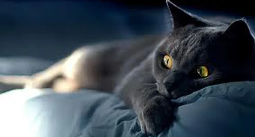 Странните данъци на Варна