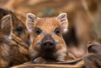 Глиган пазарува детски дрехи в китайски мол (видео)