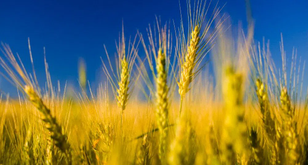 Засяха повече ечемик, пшеница и ръж