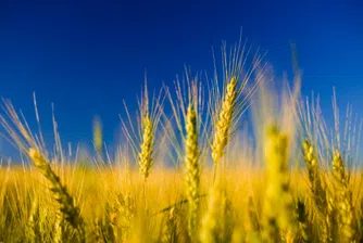 Засяха повече ечемик, пшеница и ръж