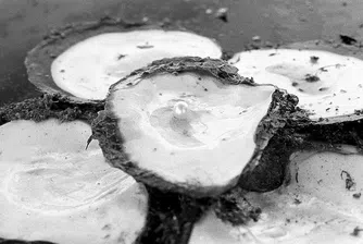 Бруум: Лов на перли и камилска езда