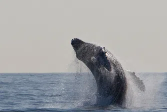 Затоплянето на климата върна китовете в Арктика