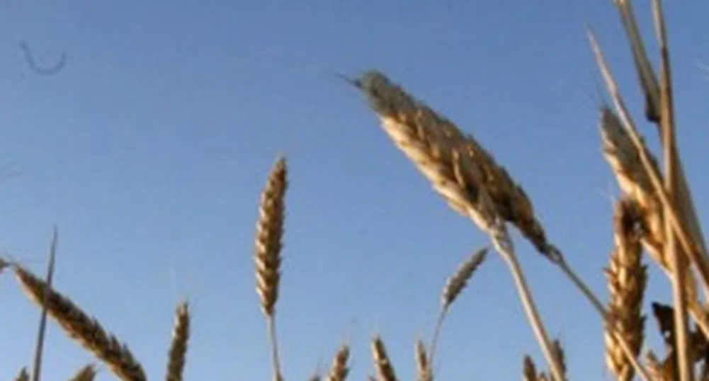 Селското стопанство с ръст от 3.8% за година