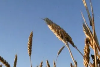 Селското стопанство с ръст от 3.8% за година