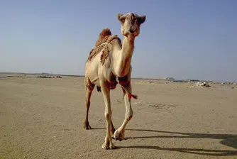 Нов температурен рекорд – 54 градуса по Целзий