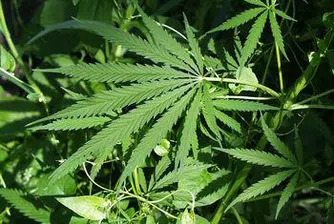 Бизнес уроците на наркодилърите