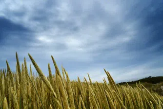 Над 300 заявления за застраховане на селскостопанска продукция