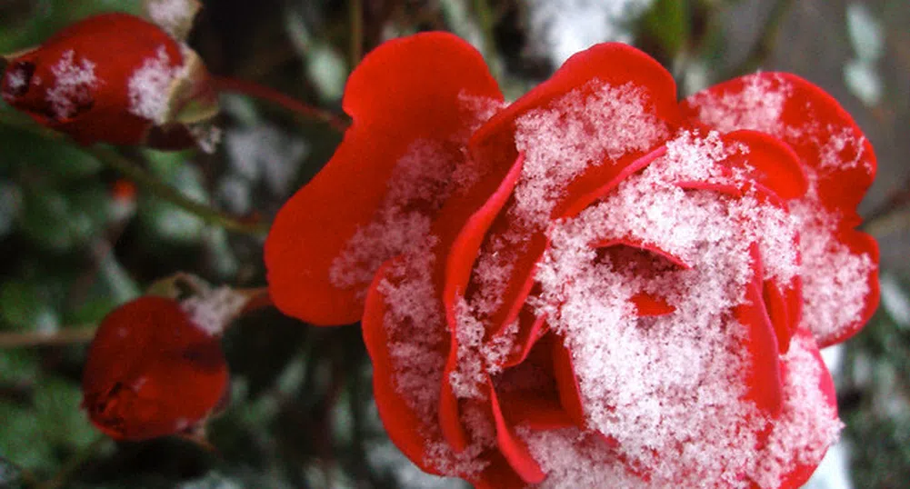 България оспорва доклад на ЕК за розовото масло