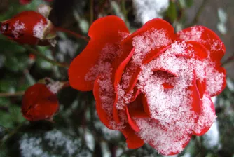 България оспорва доклад на ЕК за розовото масло