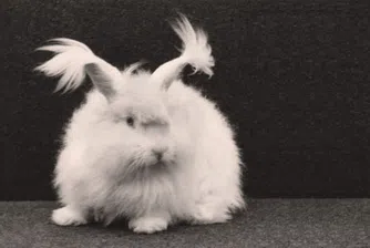 Защо нацистите са отглеждали зайци в Аушвиц