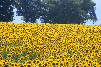 Земеделските производители вече ще водят счетоводство