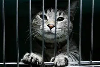 Котка контрабандист заловиха в Русия