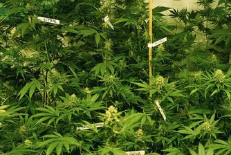 В Канада борят кризата с марихуана