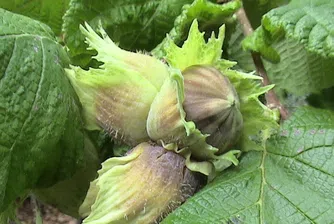 Най-младият бизнесмен у нас е само на 16 г.