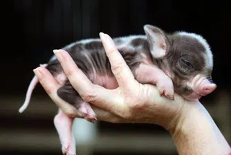 Миниатюрни прасенца - домашни любимци в Англия