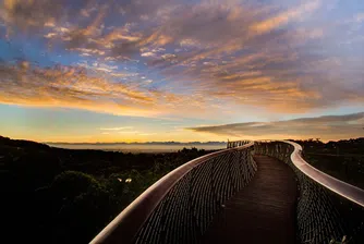 Разходка по пътя над дърветата