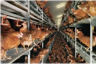 Забраниха продажбата на яйца от кокошки в клетки