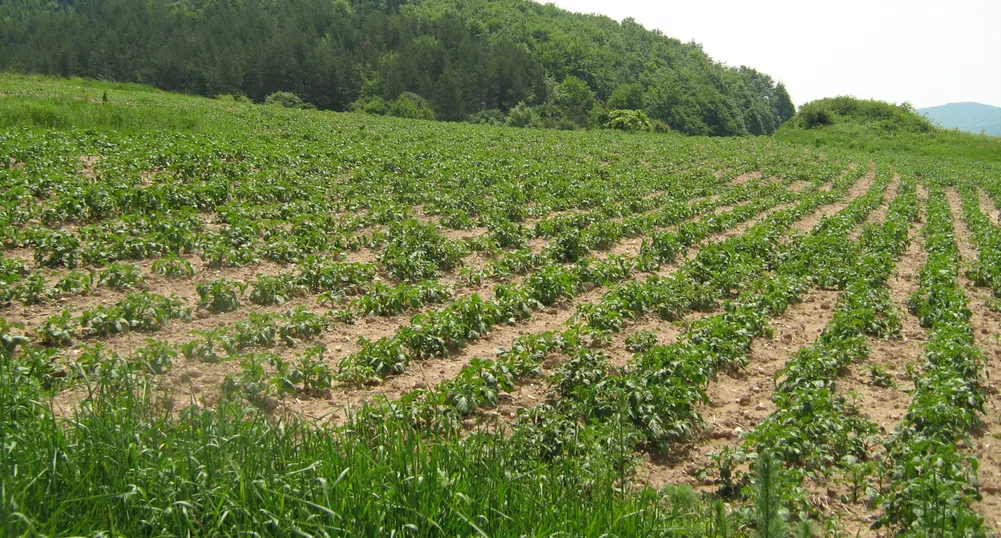 Държавата отпуска 500 хил. лв. за земеделски застраховки