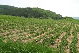 Държавата отпуска 500 хил. лв. за земеделски застраховки