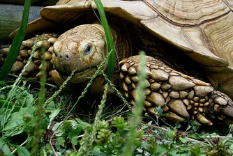 Развод след 115 години съвместен живот в зоопарка