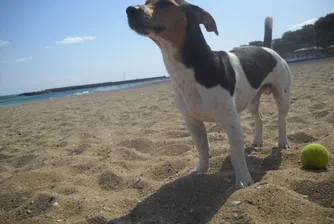 Истинско куче-касичка