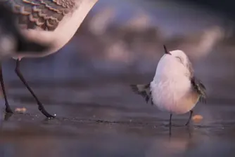 Новият кратък филм на Pixar направо ще ви разтопи