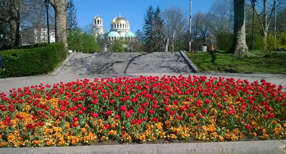 500 хиляди цветя красят София тази пролет (снимки)