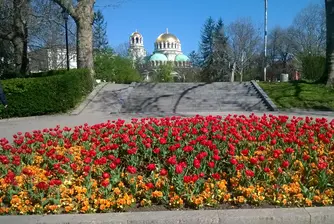 500 хиляди цветя красят София тази пролет (снимки)