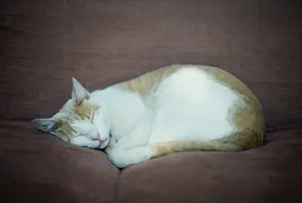 Котка вдигна цената на къща със 140 000 австралийски долара