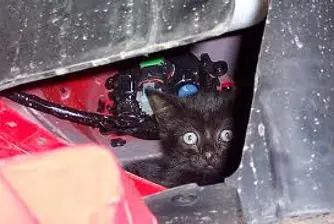 Коте измина 300 км под капака на колa