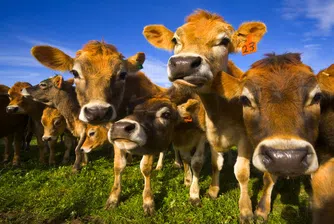 Бонбони вместо царевица в менюто на кравите