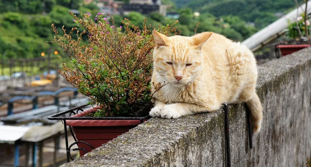 В Тайван има цял котешки град