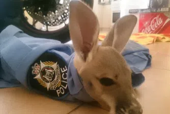 Когато бебе кенгуру мисли полицай за майка си (видео)