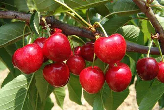 Черешите нямало да паднат под 5 лева за кило